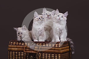 Four small Siberian Neva Masquerade kittens on dark brown background