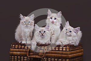 Four small Siberian Neva Masquerade kittens on dark brown background