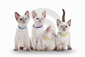 Four small thai kittens on white background