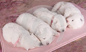 Four small two weeks age old cute white Samoyed puppies dogs