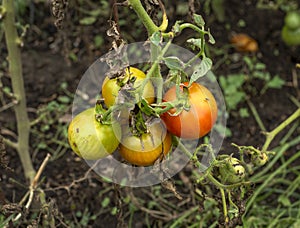 Four small unripe green and red tomatoes hanging on vine in garden