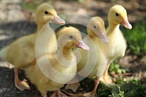 Four small yellow baby duckies