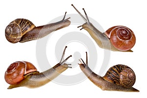 Four snails