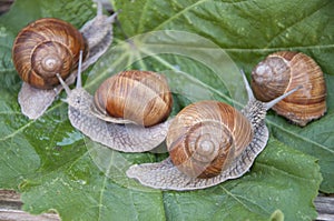 Four snails
