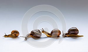 Four snails
