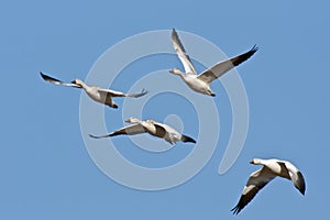 Four Snow Geese In Flight