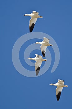 Four Snow Geese Flying in a Blue Sky
