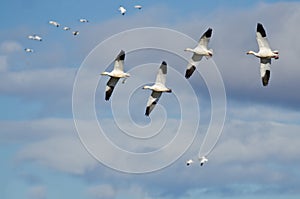 Four Snow Geese Flying in a Cloudy Sky