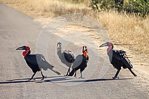 Four southern ground hornbills on a road in the  Kruger National Park in South Africa