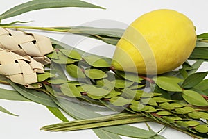 Four species from the Jewish holiday of Sukkoth photo