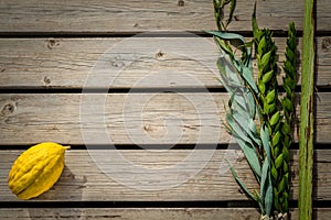 Four species, symbols of Jewish holiday Sukkot