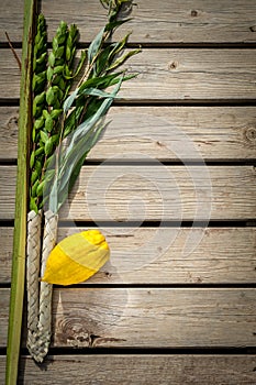 Four species, symbols of Jewish holiday Sukkot