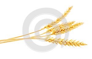 Four spikelets of wheat isolated on white background