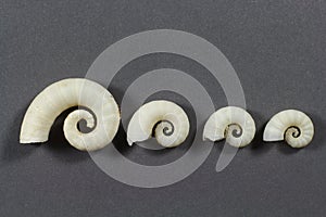Four Spirula shells