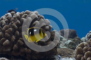 Four Spot Butterflyfish