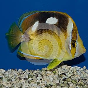 Four Spot Butterflyfish