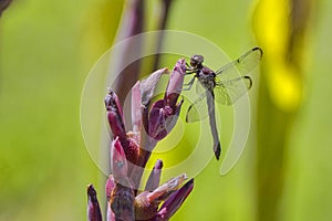 Four Spot Dragonfly On A Garden Canna, Closeup