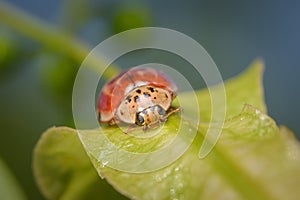A four spot lady beetle sitting on a green leaf