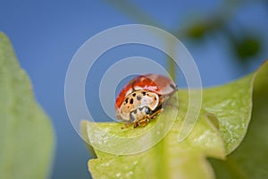 A four spot lady beetle sitting on a green leaf