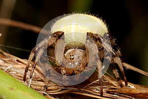 Four-spot orb-weaver Araneus quadratus