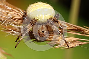 Four-spot orb-weaver Araneus quadratus