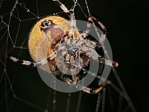 The four-spot orb-weaver (Araneus quadratus)