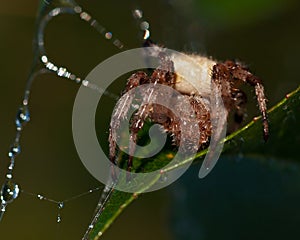 The four-spot orb-weaver, Araneus quadratus