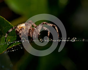 The four-spot orb-weaver, Araneus quadratus