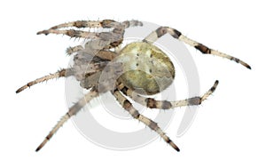 Four-spot orb-weaver, Araneus quadratus isolated on white background