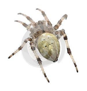 Four-spot orb-weaver, Araneus quadratus isolated on white background