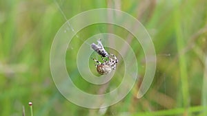 Four Spot Orb-Weaver Araneus quadratus Spider. A spider attacks a fly that has fallen into a web