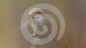 Four Spot Orb-Weaver Araneus quadratus Spider. Spider pulls a bound grasshopper into a nest