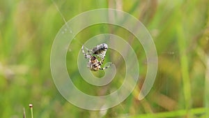 Four Spot Orb-Weaver Araneus quadratus Spider. A spider separates a cocoon with a fly from a web