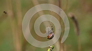 Four Spot Orb-Weaver Araneus quadratus Spider. A spider swaddles a grasshopper and drags it into a nest