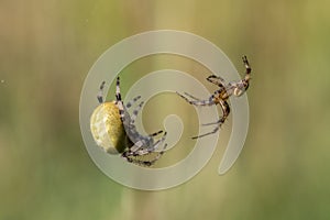 Four-spot orb-weaver, female and male