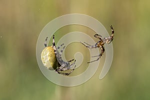 Four-spot orb-weaver, female and male photo