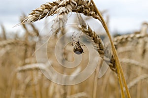 Four-spot orb-weaver spider web wheat ears
