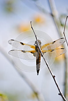 Four-spotted Chaser