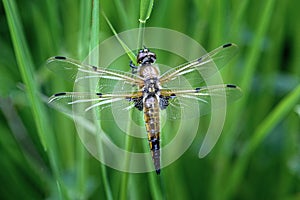 The four-spotted chaser