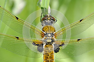 Four-spotted Chaser