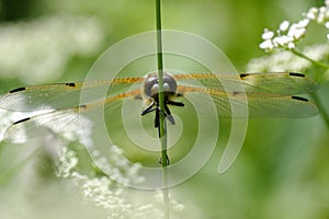 Four-spotted Chaser