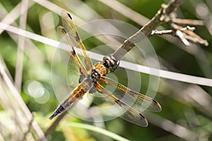 Four-spotted Chaser