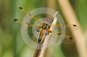 Four-spotted Chaser Dragonfly