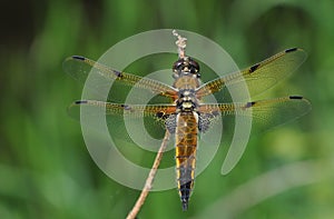 Four-spotted Chaser Dragonfly