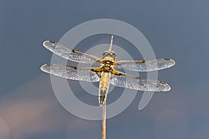 Four spotted Chaser Dragonfly