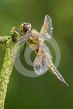 Four-spotted Chaser Dragonfly