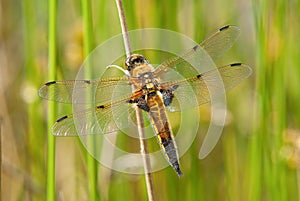 Four Spotted Chaser dragonfly