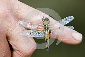 Four-spotted chaser dragonfly (Libellula quadrimaculata) on hand