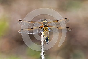Four-spotted Chaser Dragonfly - Libellula quadrimaculata at rest.