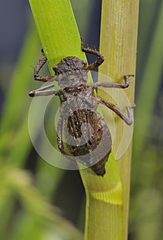 Four-spotted Chaser Dragonfly Nymph